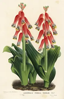 Cowslip: Cape cowslip, Lachenalia bulbifera