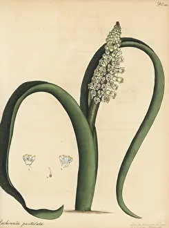 Botanical Artist: Cape cowslip, Lachenalia pallida