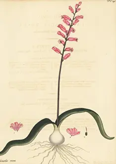 George Hibbert: Cape cowslip, Lachenalia rosea