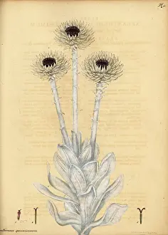 Volume 1: Cape everlasting, Syncarpha speciosissima