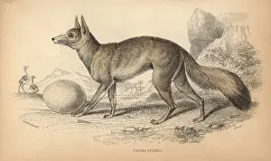 Lizars: Cape fox, cama fox or silver-backed fox, Vulpes chama