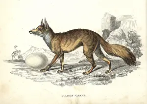Chama: Cape fox with ostrich egg