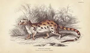 Genet: Cape genet, Genetta tigrina