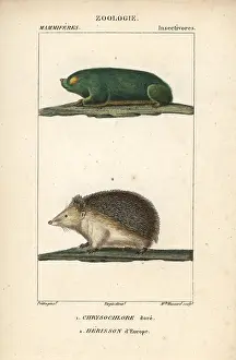 Erinaceus: Cape golden mole, Chrysochloris asiatica, and