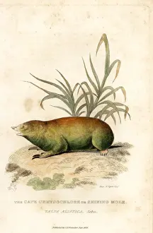 Vigors: Cape golden mole, Chrysochloris asiatica