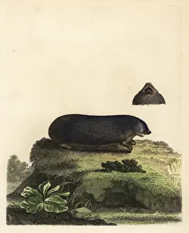 Variable: Cape golden mole, Chrysochloris asiatica