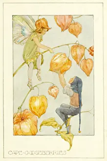 Picks: Cape Gooseberries