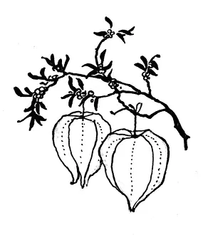 Sprites: Cape Gooseberries