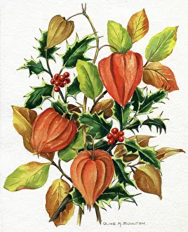 Variegated: Cape Gooseberries and Holly