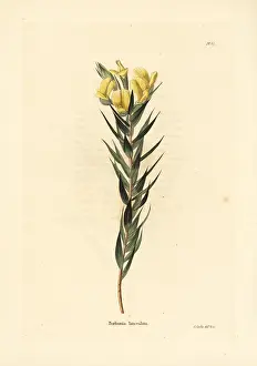 Gorse: Cape gorse, Aspalathus angustifolia