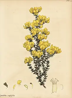 Florist: Cape gorse, Aspalathus crassifolius