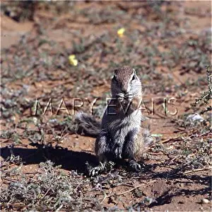 Shrubby: CAPE GROUND SQUIRREL