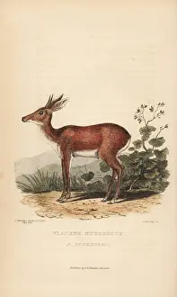 Kearsley: Cape grysbok, Raphicerus melanotis rufescens