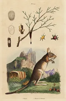 Dictionnaire: Cape hare and manna ash