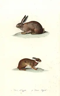 Capensis: Cape hare and tapeti or Brazilian hare