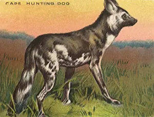 Prairie: Cape Hunting Dog
