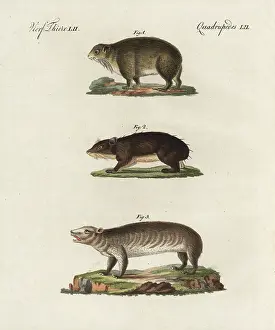 Capensis: Cape hyrax, coney, and groundhog