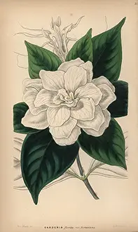 Gardenia: Cape jasmine, Gardenia jasminoides