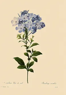 Plumbago: Cape Leadwort