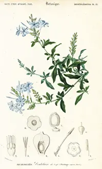 Louis Joseph Edouard Maubert: Cape leadwort, Plumbago auriculata