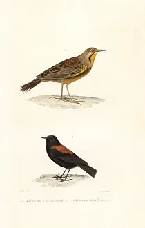 Steel Engraving: Cape longclaw and Patagonian negrito