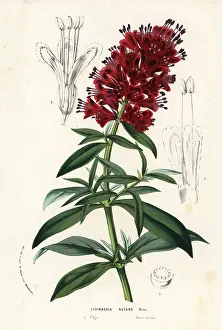 Lysimachia: Cape loosestrife, Lysimachia nutans