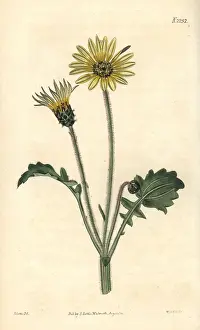 Calendula: Cape marigold, Arctotheca calendula