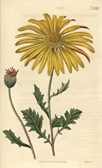 Calendula: Cape marigold, Dimorphotheca chrysanthemifolia