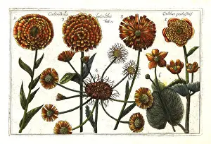 Calendula: Cape marigold and marsh marigold