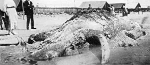 Jan18: Cape May sea creature, 1924