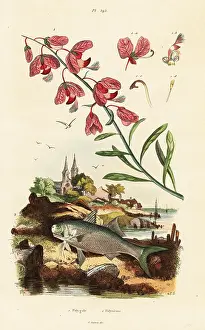 Du Casse: Cape milkwood and paradise threadfin