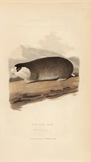 Capensis: Cape mole rat, Georychus capensis