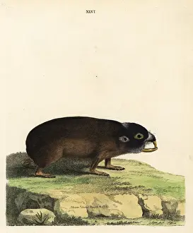 Capensis: Cape mole-rat, Georychus capensis
