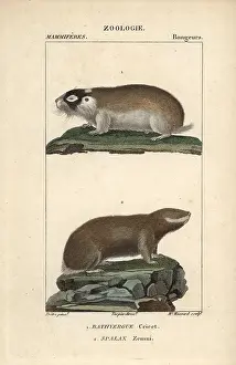 Capensis: Cape mole rat, Georychus capensis, and Podolsk