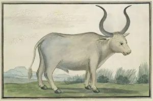 Hooves: Cape Ox, by Robert Jacob Gordon