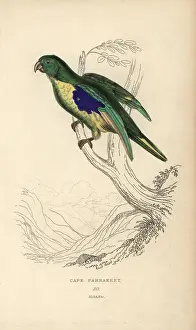 Lauder: Cape parakeet, Psittacus capensis