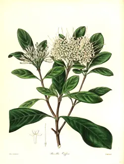 Capensis: Cape pavetta, Pavetta capensis