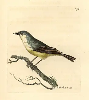 Minutus: Cape Penduline-tit, Anthoscopus minutus
