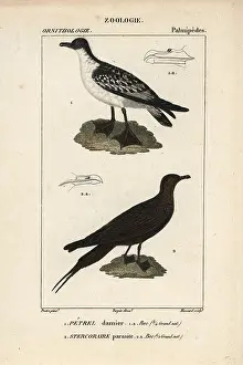 Skua: Cape petrel, Daption capense, and Arctic skua