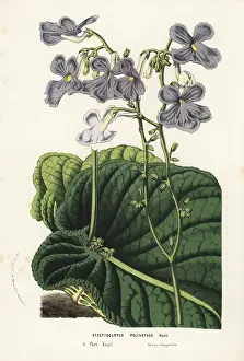 Cape primrose, Streptocarpus polyanthus