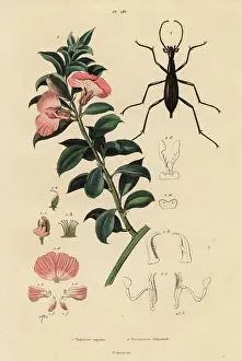 Du Casse: Cape satin bush and beetle