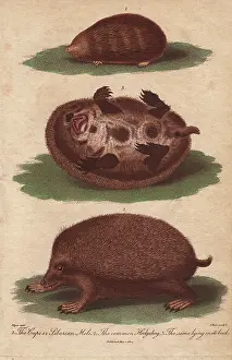 Sibly: Cape or Siberian Mole and common hedgehog