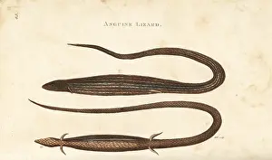 Lacerta: Cape snake lizard, Chamaesaura anguina