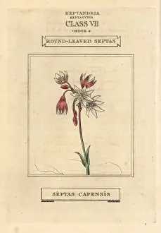 Capensis: Cape snowdrop, Crassula capensis