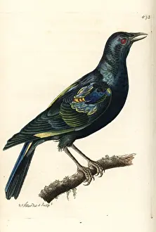 Nitens: Cape starling, Lamprotornis nitens