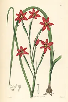 Miniata: Cape tulip, Moraea miniata