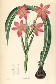 Miniata: Cape tulip, Moraea miniata