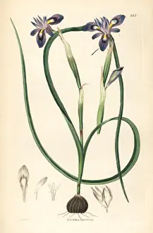 Moraea: Cape tulip, Moraea sisyrinchium