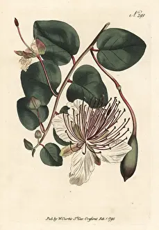 Spinosa: Caper bush or caper shrub, Capparis spinosa