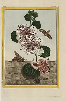 Spinosa: Caper bush, Capparis spinosa